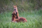 foxes play-fighting at Occoquan Bay NWR